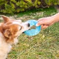 Miniatyrbild 8 av 10: 2-in-1 Freezable Pet Chew Toy Glubiz InnovaGoods