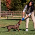 Miniatyrbild 5 av 9: Dog toy Stitch Blue