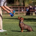 Miniatyrbild 8 av 9: Dog toy Stitch Blue