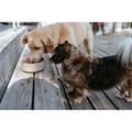 Miniatyrbillede 3 af 5: Dog Feeder Hunter OSBY Beige Ceramic 1,1 L