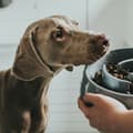 Miniatyrbild 4 av 5: Dog Feeder Hunter Melamin 900 ml