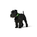 Miniatyrbillede 2 af 3: Dog collar Hunter Convenience 23-31 cm Green XS/S