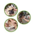 Miniatyrbild 3 av 4: Wet Wipes for Pets GILL'S XL 30 x 20 cm 40 Units