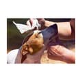 Miniatyrbild 4 av 4: Wet Wipes for Pets GILL'S XL 30 x 20 cm 40 Units