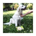 Miniatyrbild 2 av 4: Wet Wipes for Pets GILL'S XL 30 x 20 cm 40 Units