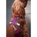 Miniatyrbild 3 av 4: Dog Harness Red Dingo Dingo 62-108 cm 72-112 cm Purple XL