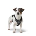 Miniatyrbild 4 av 6: Dog Harness Hunter DIVO UP Black S