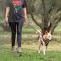 Miniatyrbillede 3 af 10: Dog Lead Marvel