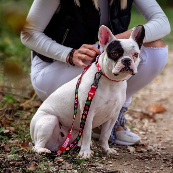 Dog Lead Marvel