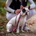 Miniatyrbillede 2 af 10: Dog Lead Marvel