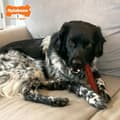 Miniatyrbillede 3 af 5: Bone Nylabone Brown Bacon L