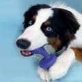 Miniatyrbillede 4 af 5: Bone Nylabone Blue Bacon L