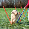 Miniatyrbild 2 av 3: Training toy Trixie