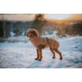 Miniatyrbild 6 av 7: Pet's clothing Hunter PAXSON Brown Polyester