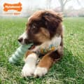 Miniatyrbillede 4 af 5: Dog chewing toy Nylabone SENSORY TACTILE STICK Green Peanut butter Bacon S