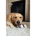 Miniatyrbillede 3 af 4: Dog toy Nylabone Brown Peanut butter L