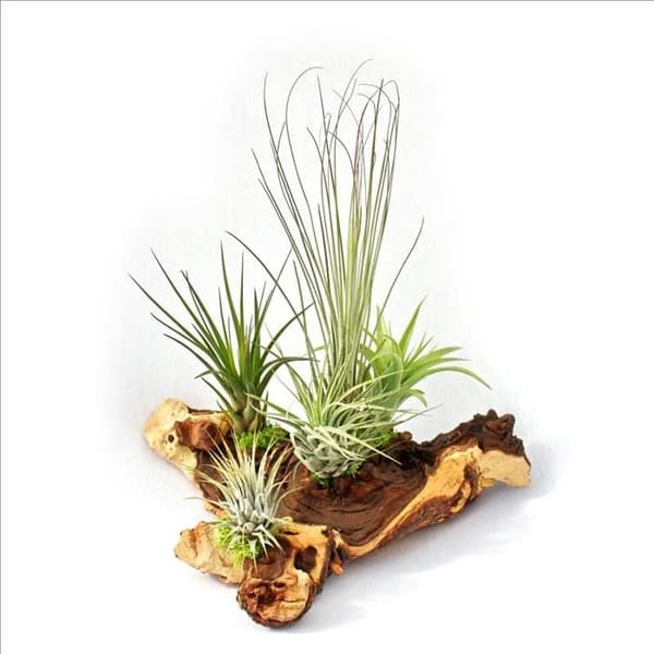 Tillandsia på Mopani rot - XXL - 5 plantor