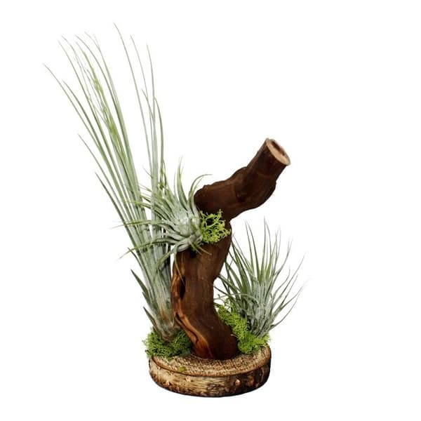 Tillandsias på trädrot - 3 plantor