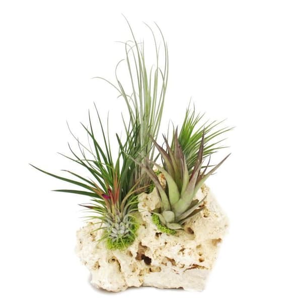 Tillandsias på Zanzibars klippa - xxl - 5 plantor
