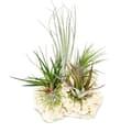 Miniatyrbild 2 av 3: Tillandsias på Zanzibars klippa - xxl - 5 plantor
