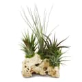 Miniatyrbild 1 av 3: Tillandsias på Zanzibars klippa - xxl - 5 plantor