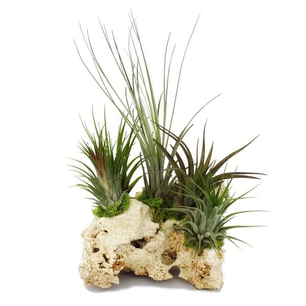 Tillandsias på Zanzibars klippa - xxl - 5 plantor