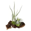 Miniatyrbild 3 av 4: Tillandsias på Mopani rot - l - 2 plantor