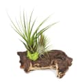 Miniatyrbild 2 av 4: Tillandsias på Mopani rot - l - 2 plantor