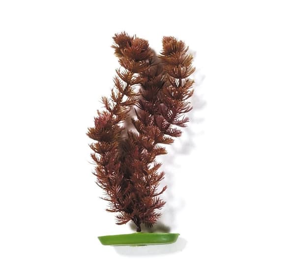 AquaScaper 30cm, Foxtail-V, Marina