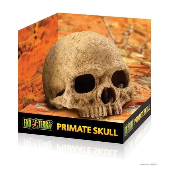 Dekoration - EXO TERRA - Crane Primate Decor - Brun - 15 x 16 x 16 cm - för kameleont
