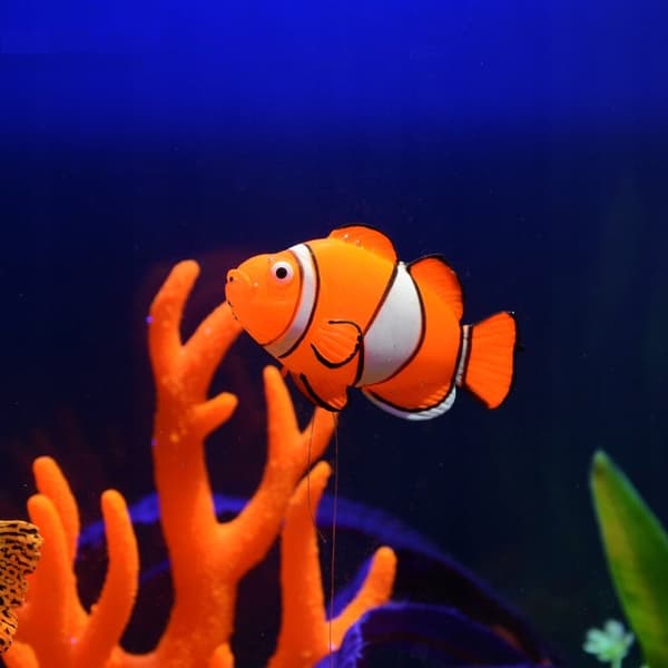 AKVAARION KORISTE TEKOKALAT Kelluva NEMO
