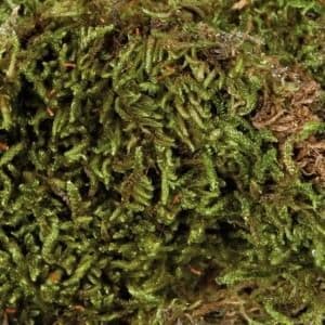 Skum för vivarium