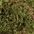 Miniatyrbild 1 av 2: Skum för vivarium
