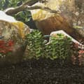 Miniatyrbillede 5 af 5: vidaXL akvariesand 10 kg 0,2-2 mm sort