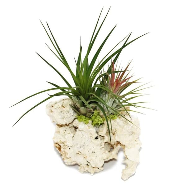 Tillandsia på Zanzibars klippa - L - 2 plantor