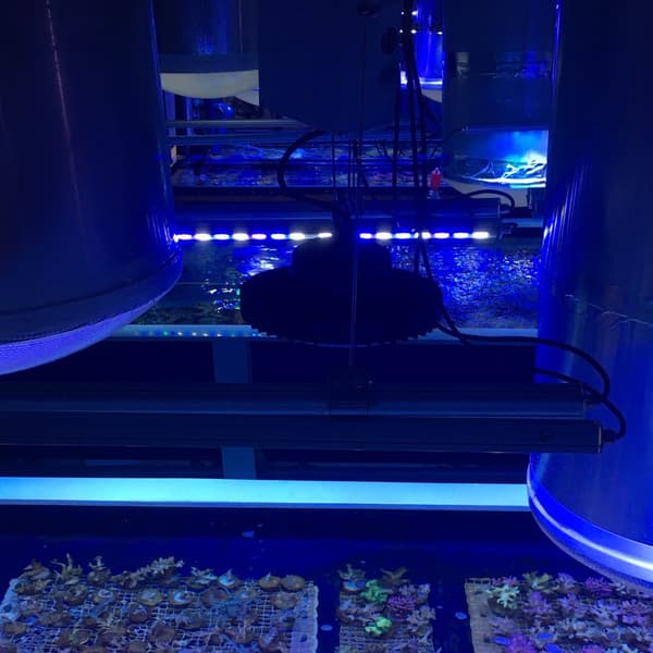 LED Akvarielampe, 40W Effekt, Justerbar Intensitet, Egnet til Koraltanke