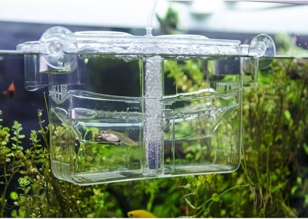 Aquarium Hobby - 61385 - Nido 4
