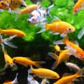 Miniatyrbild 3 av 4: Aquarium Magnet Window Cleaner - AIMÉ - 10cm