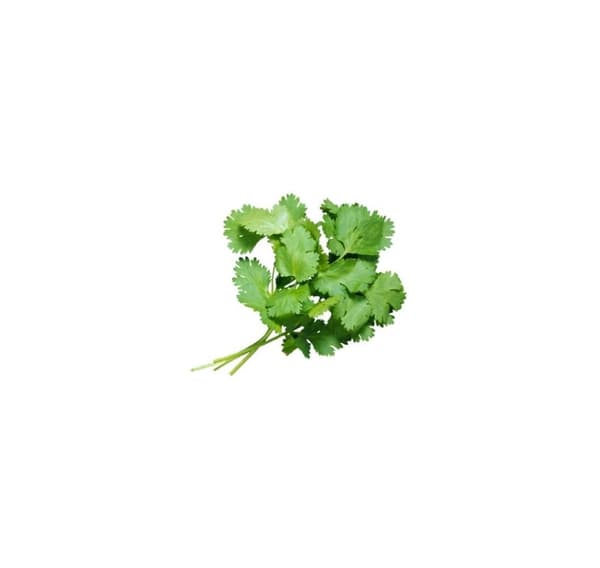 Koriander Coriandrum sativum 500g