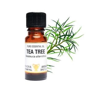 Tea Tree Eterisk olja 10 ml Amphora Aromatics