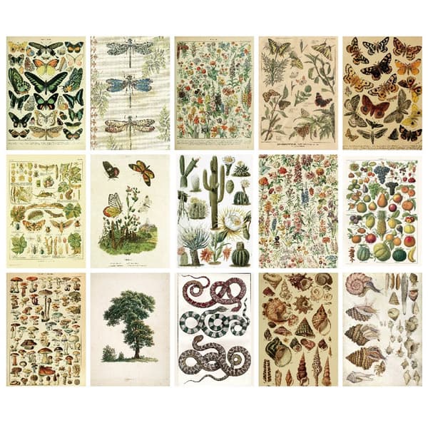 Scrapbookingpapir Everything Comes Back to Life - 30 ark med naturmotiv