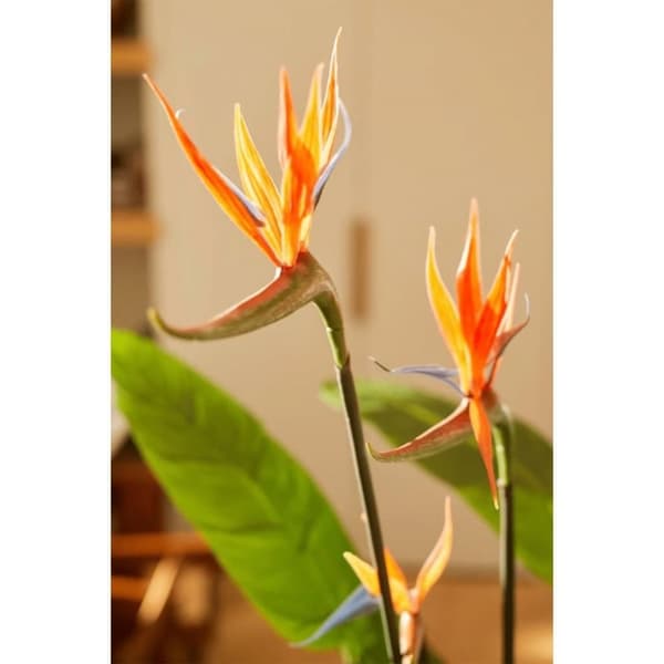 Emerald Konstväxt papegojblomma i kruka med blommor 120 cm