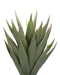 Miniatyrbild 4 av 6: Konstgjord Aloe Vera Grön och Svart Syntet 52 cm Material Dekorativt inomhustillbehör