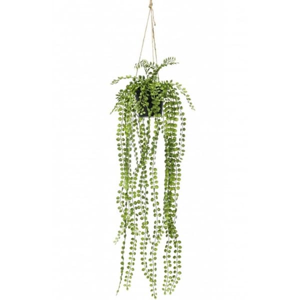 Emerald hængefigen i krukke 60 cm