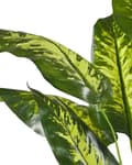Miniatyrbild 4 av 6: Konstgjord Dieffenbachia-växt i kruka Grön och svart Syntetmaterial 122 cm Dekorativ inomhusaccessoar