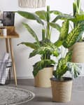 Miniatyrbild 2 av 6: Konstgjord Dieffenbachia-växt i kruka Grön och svart Syntetmaterial 122 cm Dekorativ inomhusaccessoar
