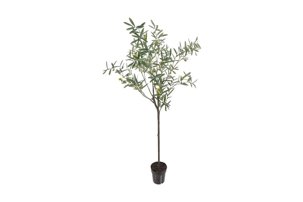 OLIV Konstväxt 170 cm Grön