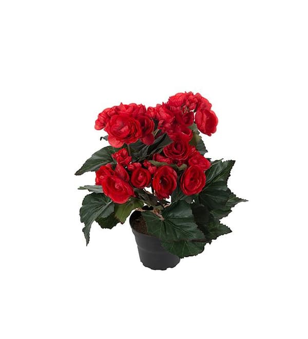 Mr Plant - Konstgjord Begonia 28 cm
