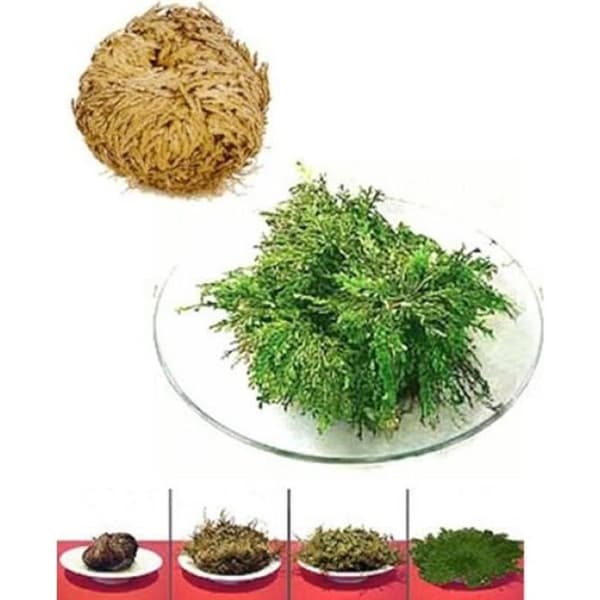 Växt - Rose of Jericho - Immortelle - Lyckoberlock - Dekorativt - Interiör
