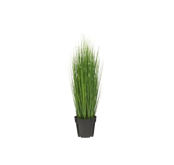 4Levende Løg Græs 76 cm